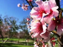 Huntington Beach Central Park